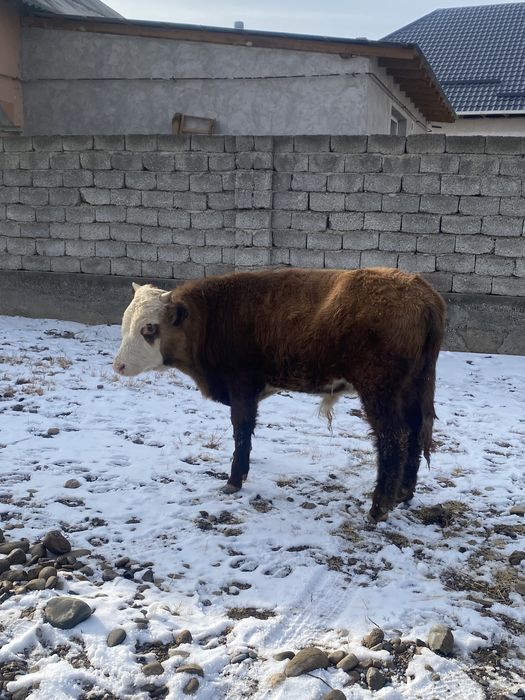 бұқалар сатылады