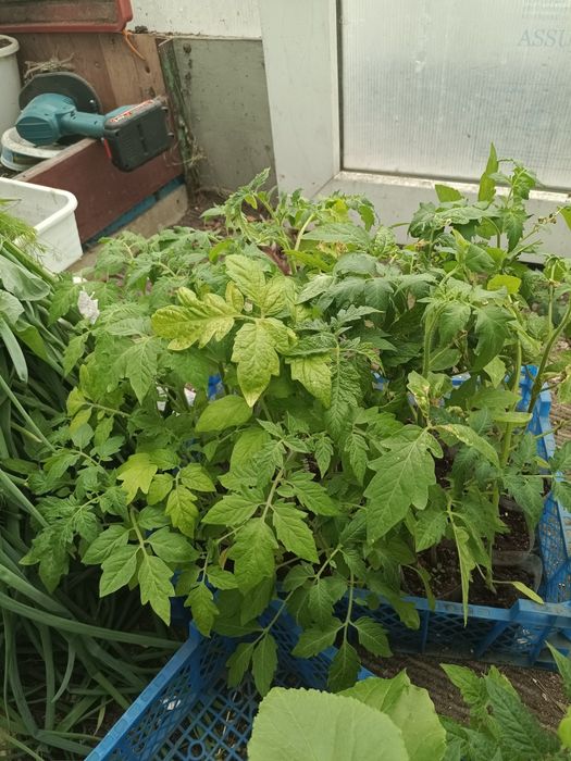 Продам рассаду "кивано".(Рогатый огурец)