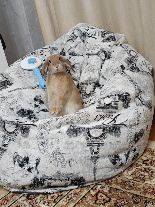 Декоративный кролик