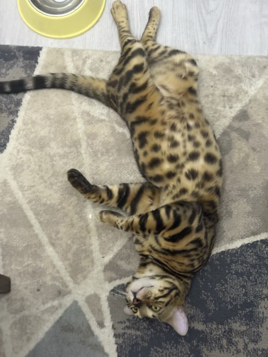Чистокровный бенгальский кот