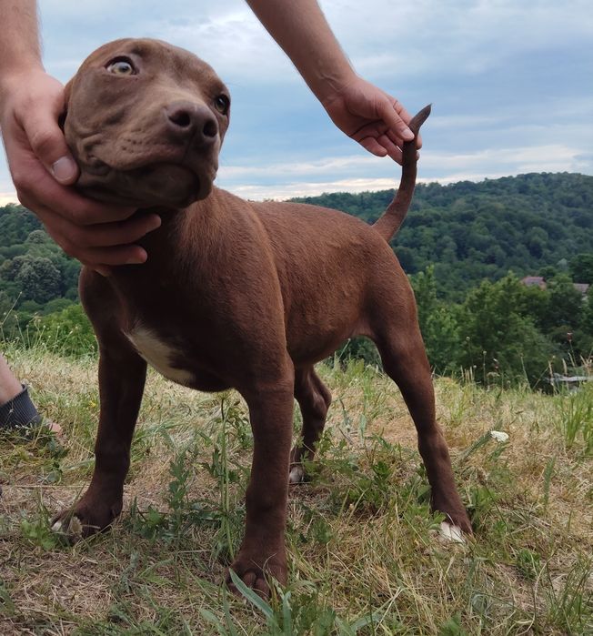 Femelă   Amstaff