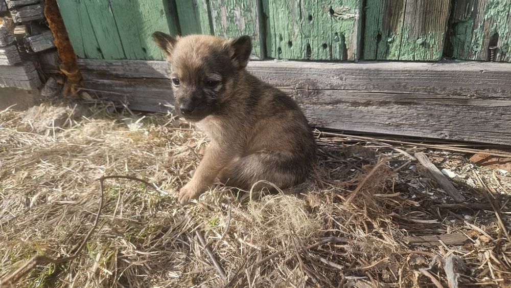 Отдам щенков 2 месяца