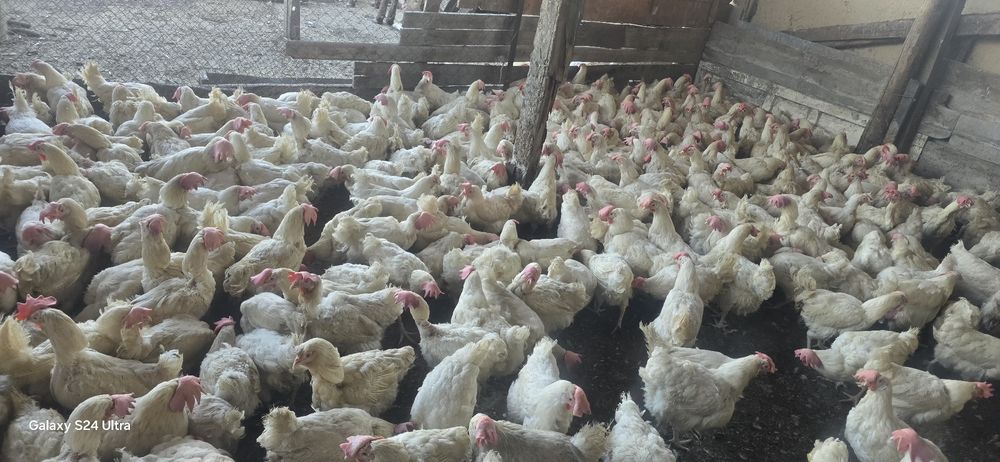 Куры несушки декалб вайт