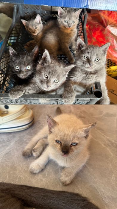 Отдам в добрые руки