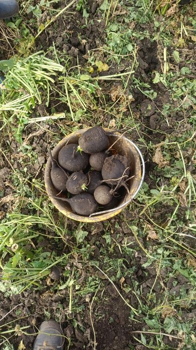 Vând ridiche neagra calitate extra