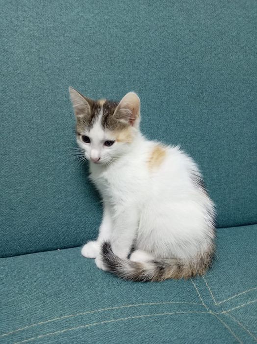Котята в добрый руки