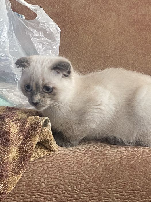 Продам веслоухую кошечьку