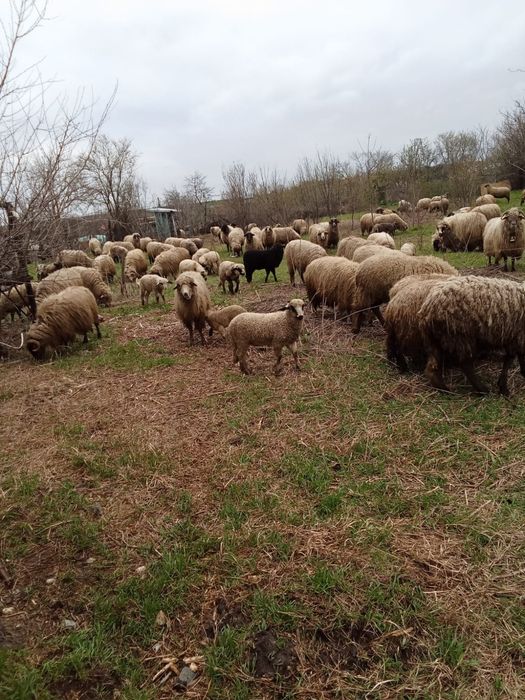 Vând oi gestante si fătat
