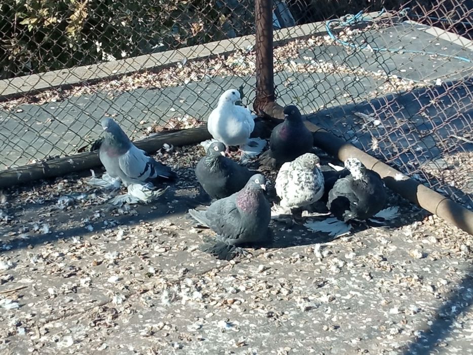 Голуби разных пород