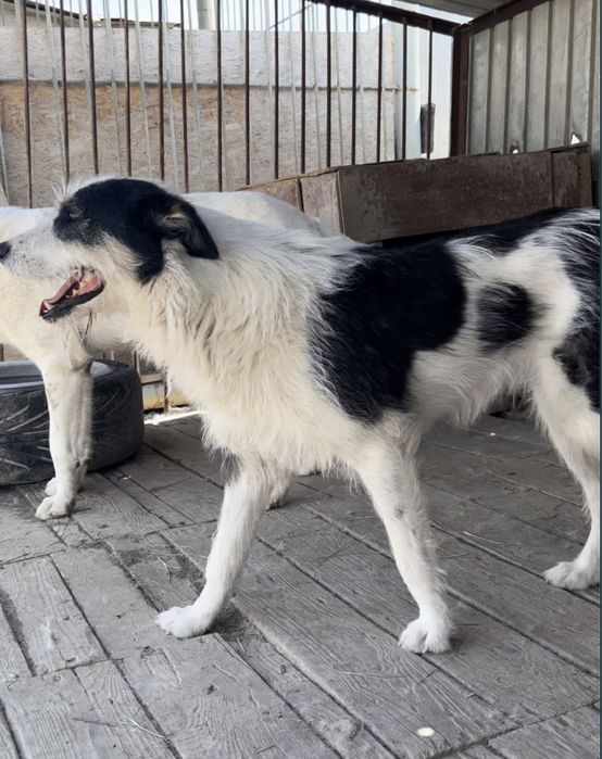 Екі итке мейрімді жанұя іздейміз