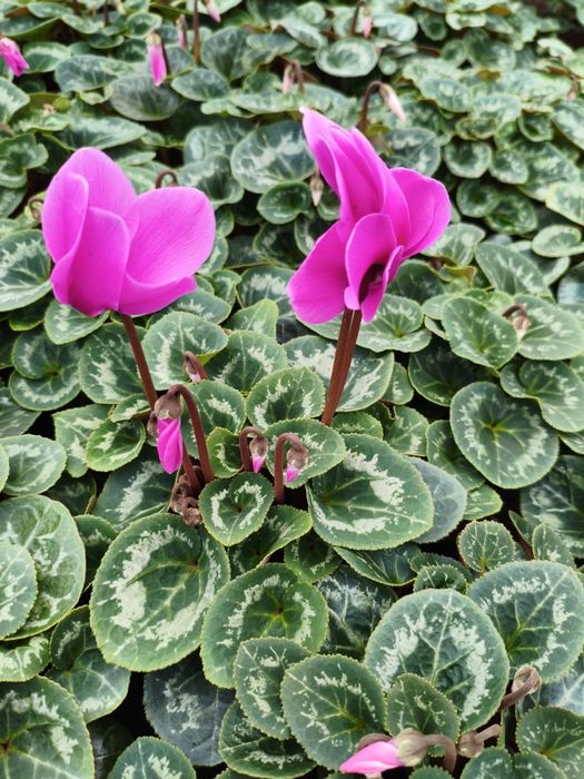 Продам цикламен оптом