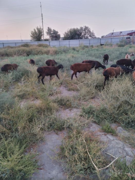 Бука ва сурхон кучкорлари сотилади
