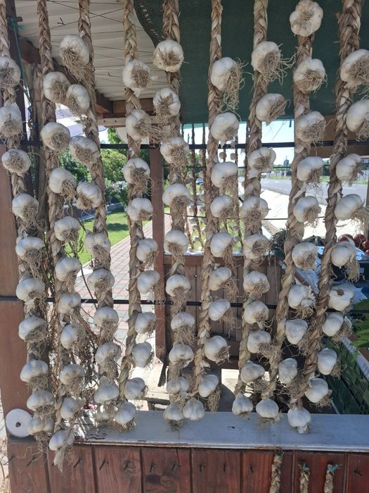 Usturoi Roșu și Alb