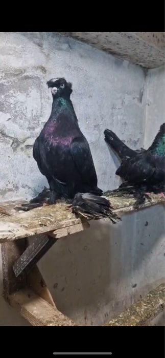 Голуби вольерные