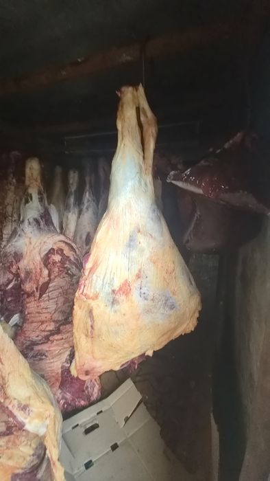 Мясо говядина молодняк  заднии части