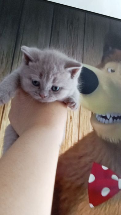 Британские котята