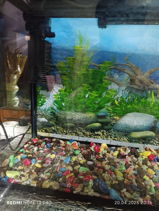 Akuvarum 50 literli xolati yaxshi