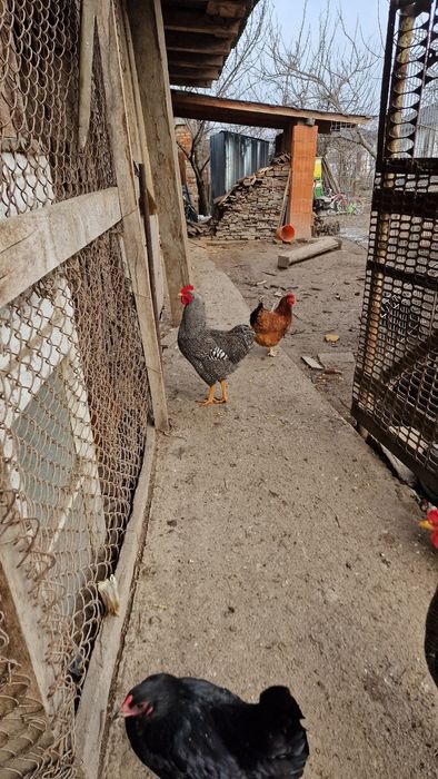 Vand cocoși Playmount