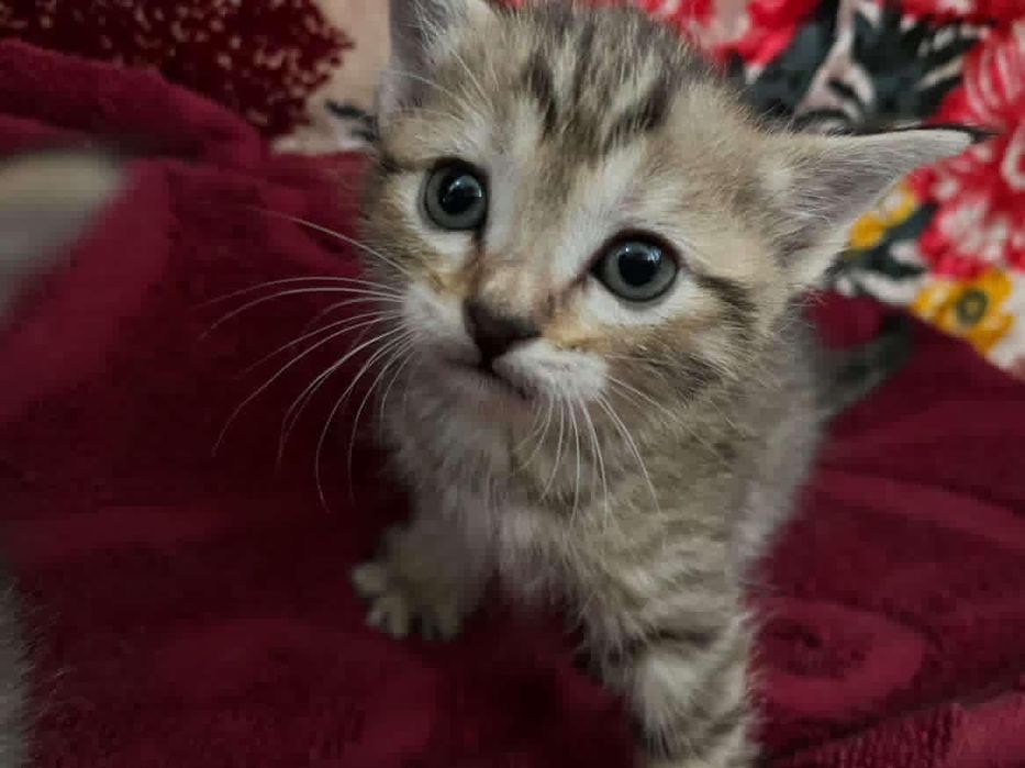 Parodniy sqotsh fold