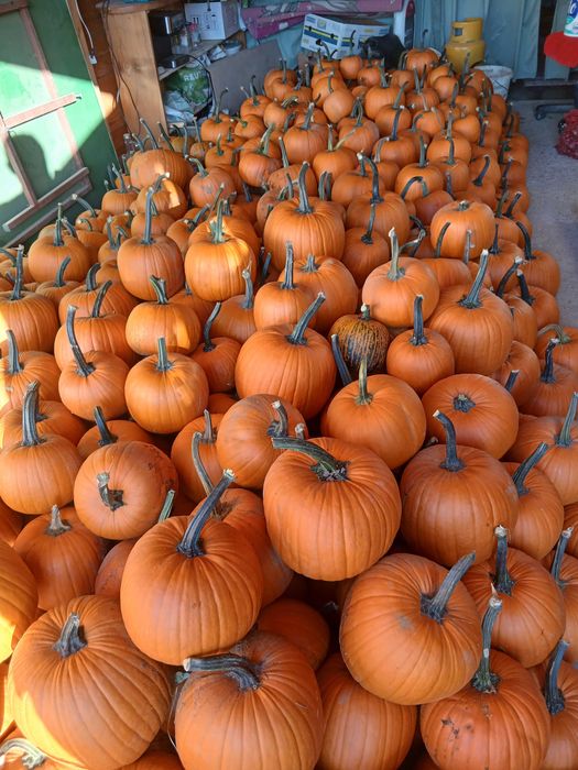 Dovleac Halloween