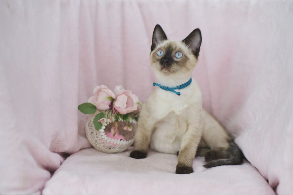 Сиамский мальчик