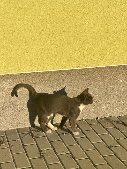 Motănel tânăr caută casă iubitoare – GRATUIT