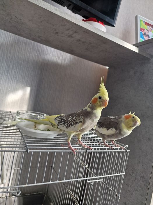 Продам девочку Кореллы