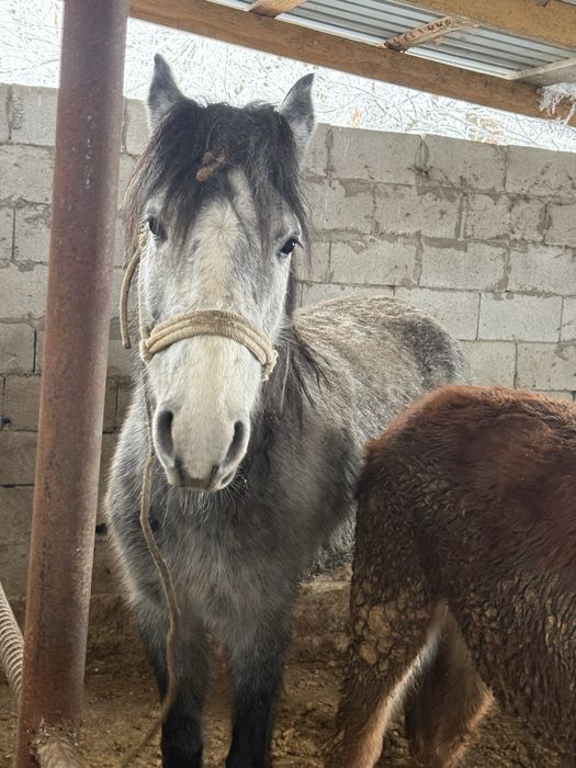 Буаз бие сатылады срочна акша керек