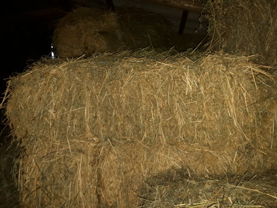 Baloți lucernă calitate max