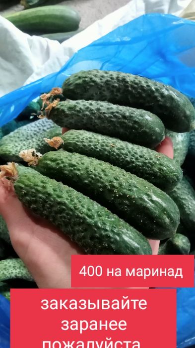 Огурцы огурчики на маринад