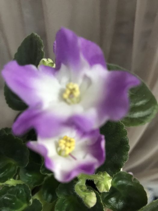 Продам фиалку