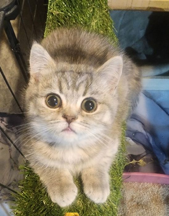 Фолд и страйт котята. Скидка до максимум для породистых котят