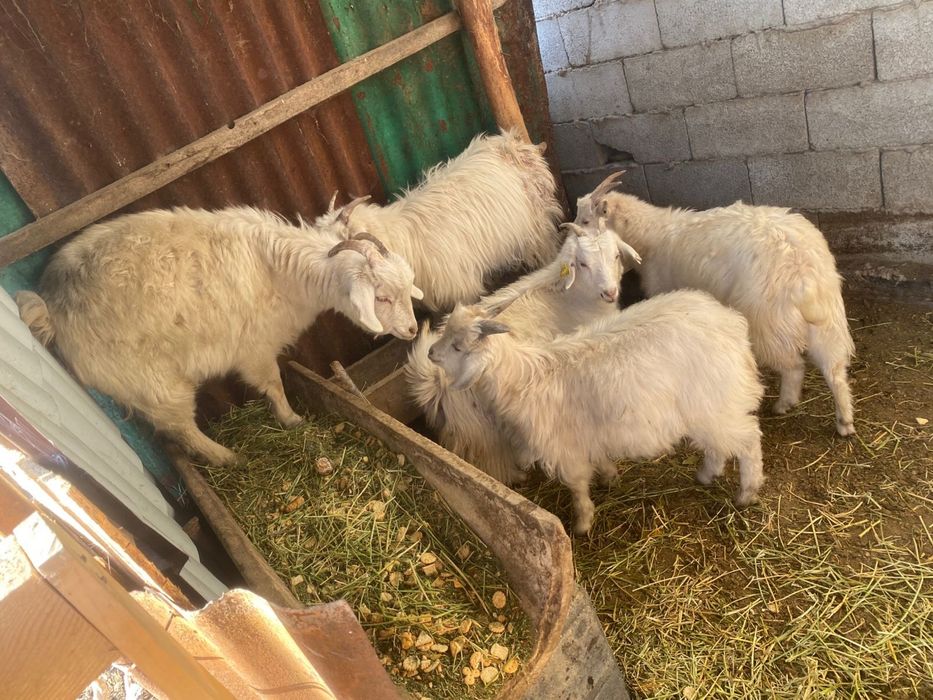 Продам козлят продам