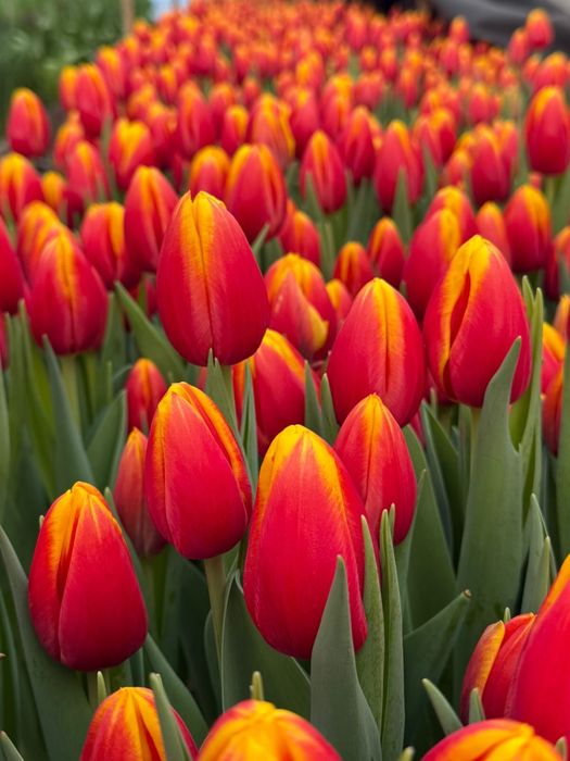 Тюльпаны оптом и в розницу