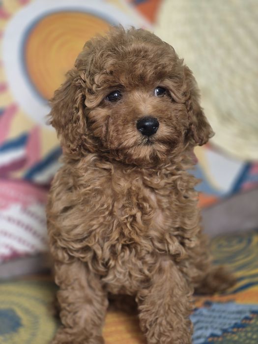 Пудель той мальчик