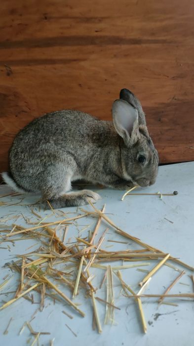 Velikanla va xar hil quyon turlari va q6wti bor