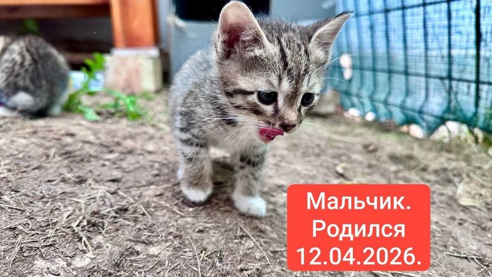 Котята в добрые руки