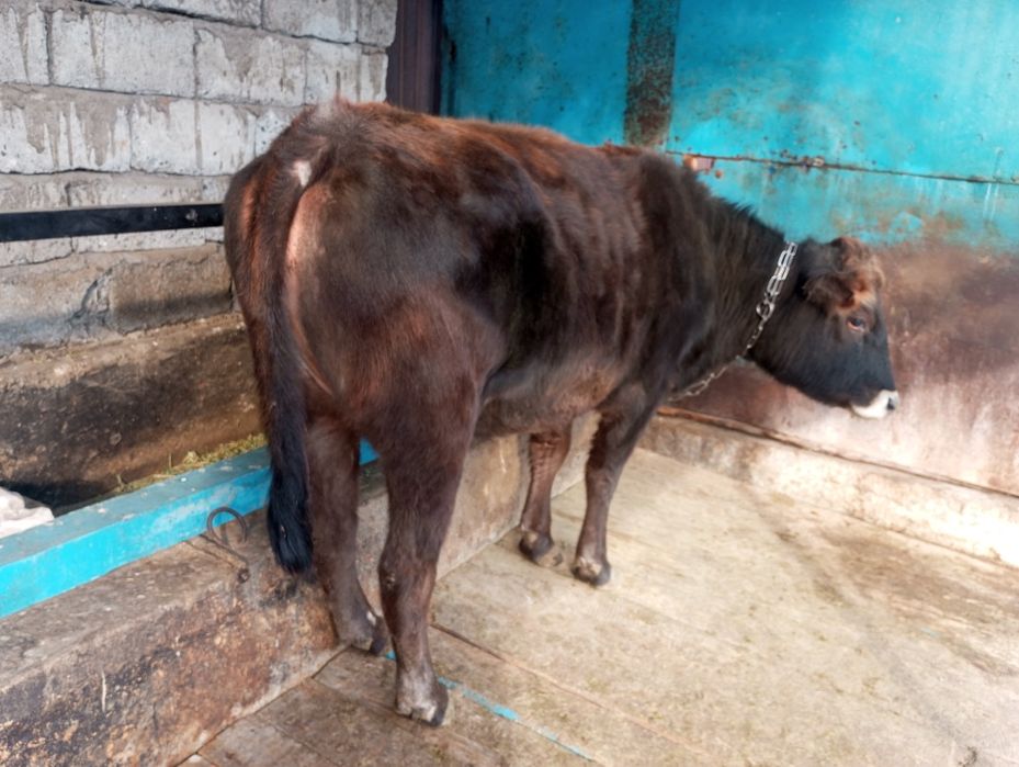 Продам жирную телку, корову