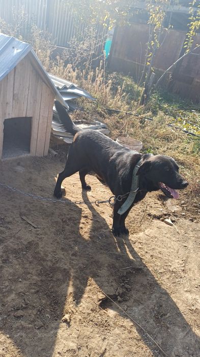 Продам лабрадор мальчик