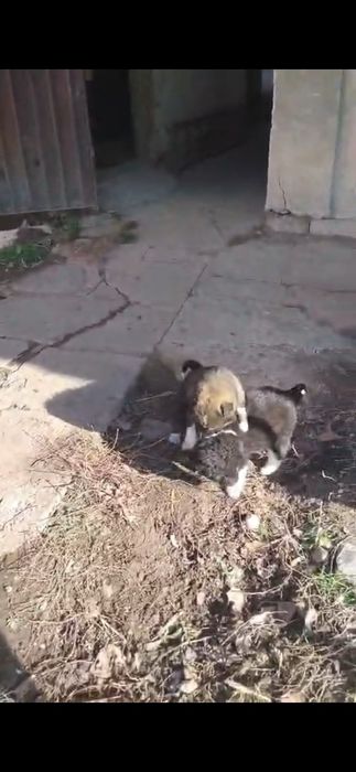 Продаются щенки Алабая !!!