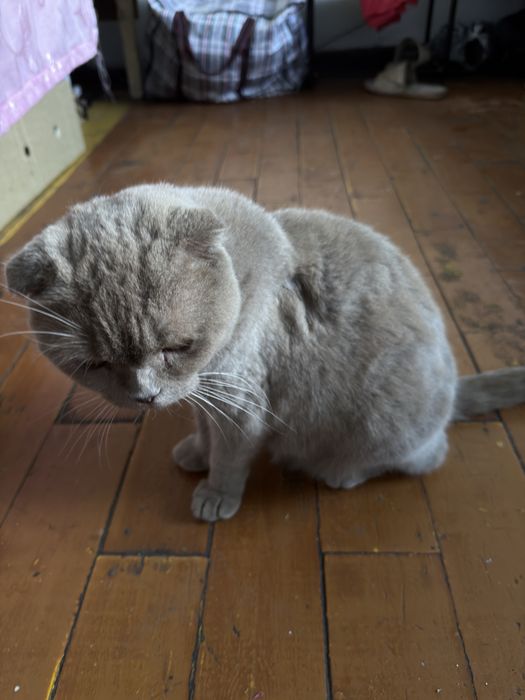 Котята вислоухие