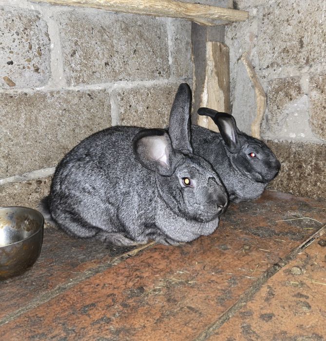 Vând Iepuri Uriaș German