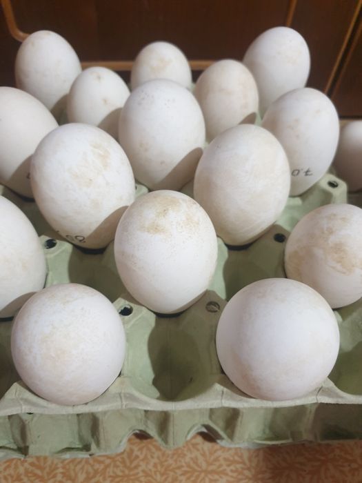 Продам гусиные яйца на инкубацию
