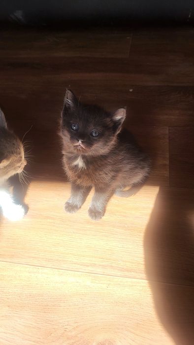 Отдам даром котят