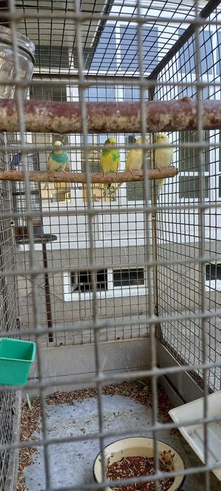 Volnistiy popugay sotiladi