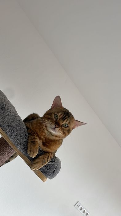 Бенгалски котета