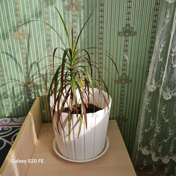 Декоративные комнатные цветы