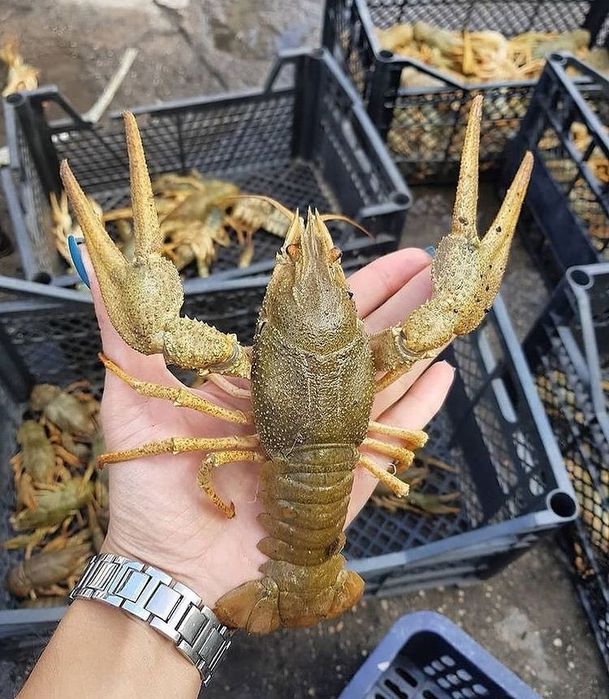 Раки и морепродукты в Алматы