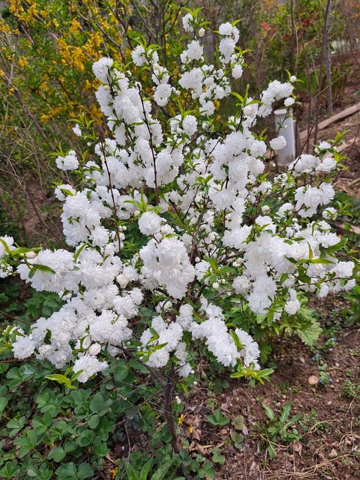 Красивоцветущие кустарники