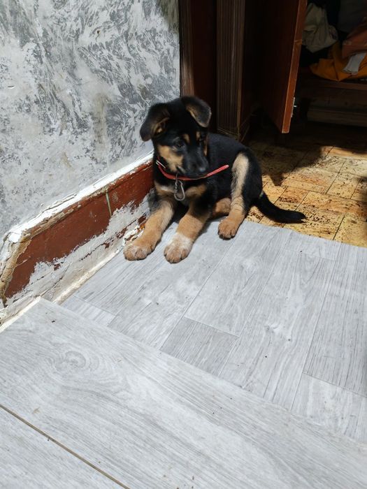 Продаётся щенок, бельгийской овчарки